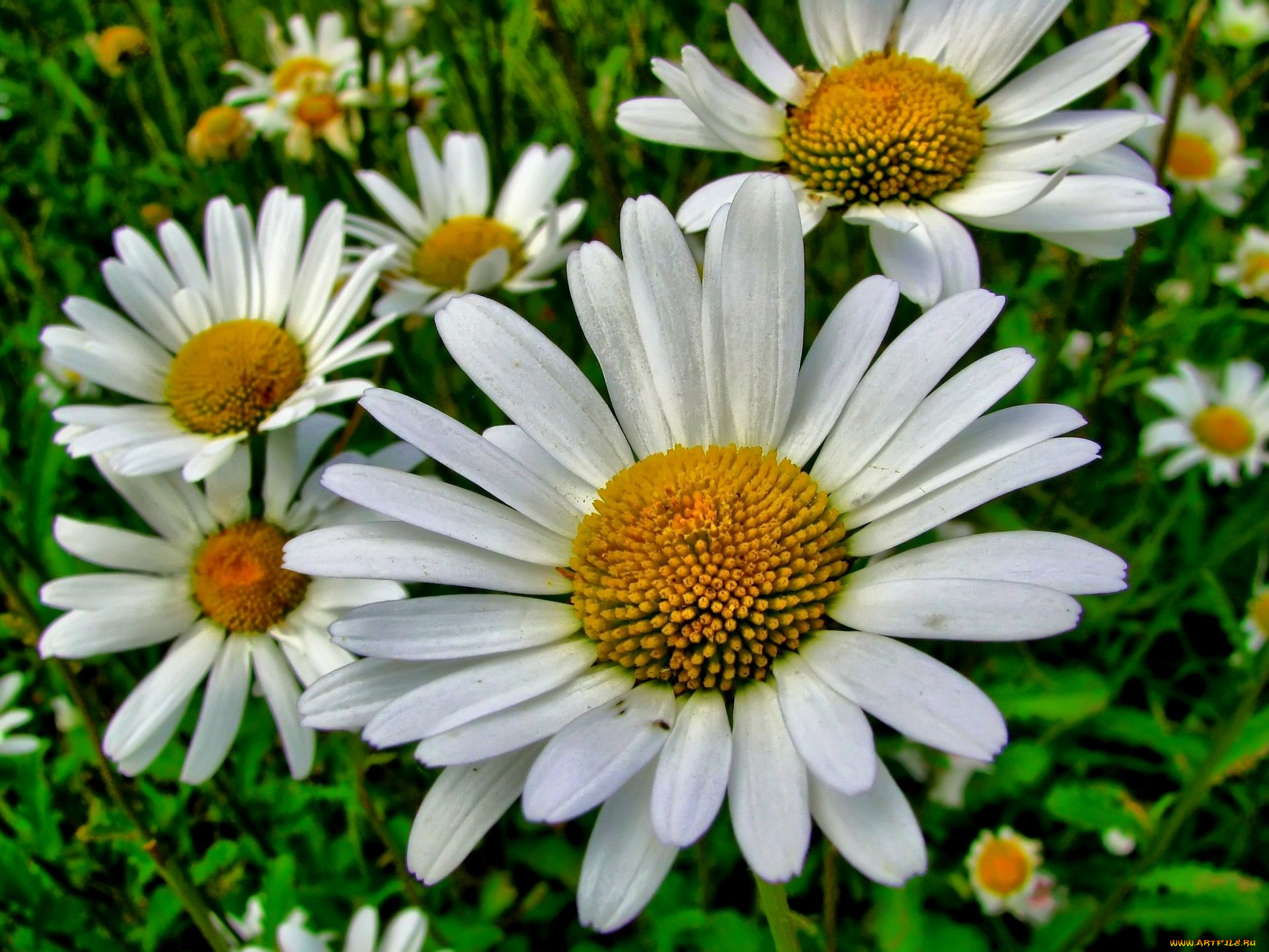 цветы, ромашки