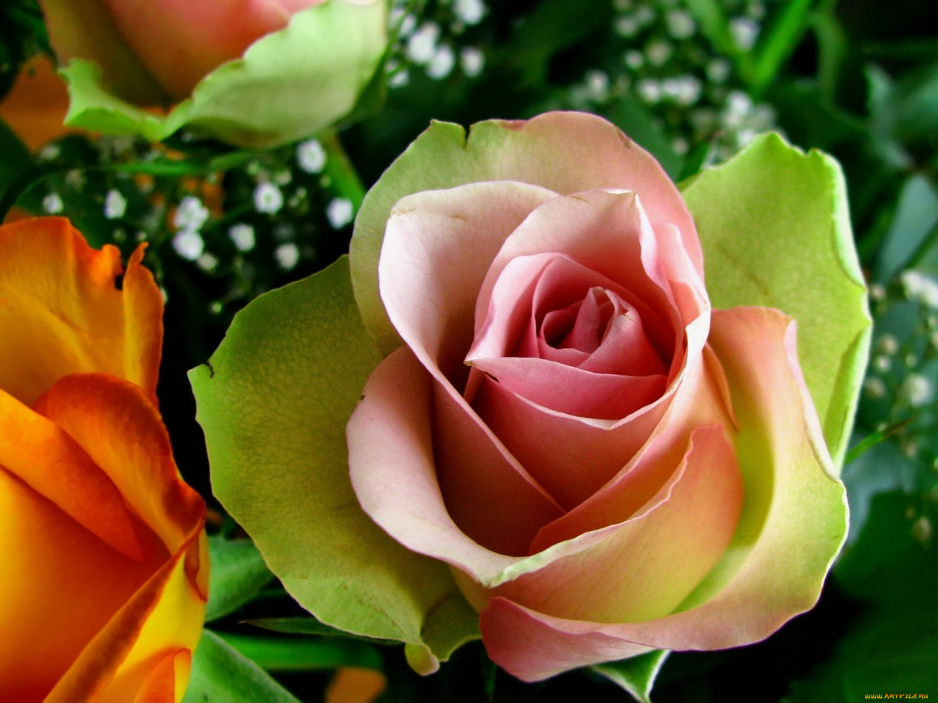 цветы, розы