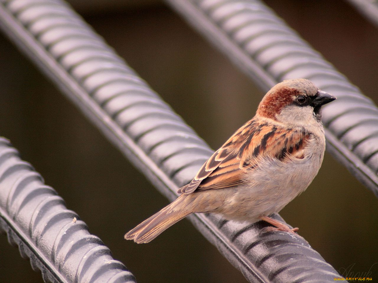животные, воробьи
