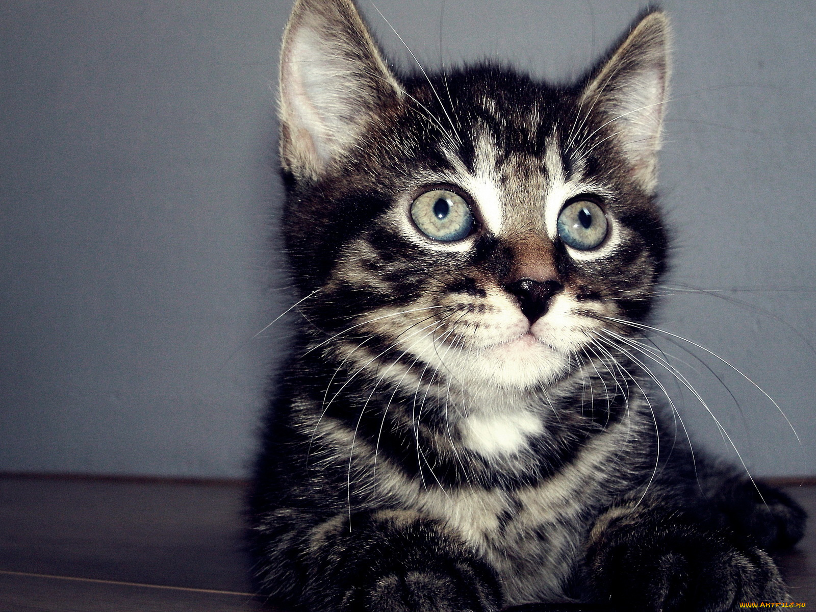 животные, коты