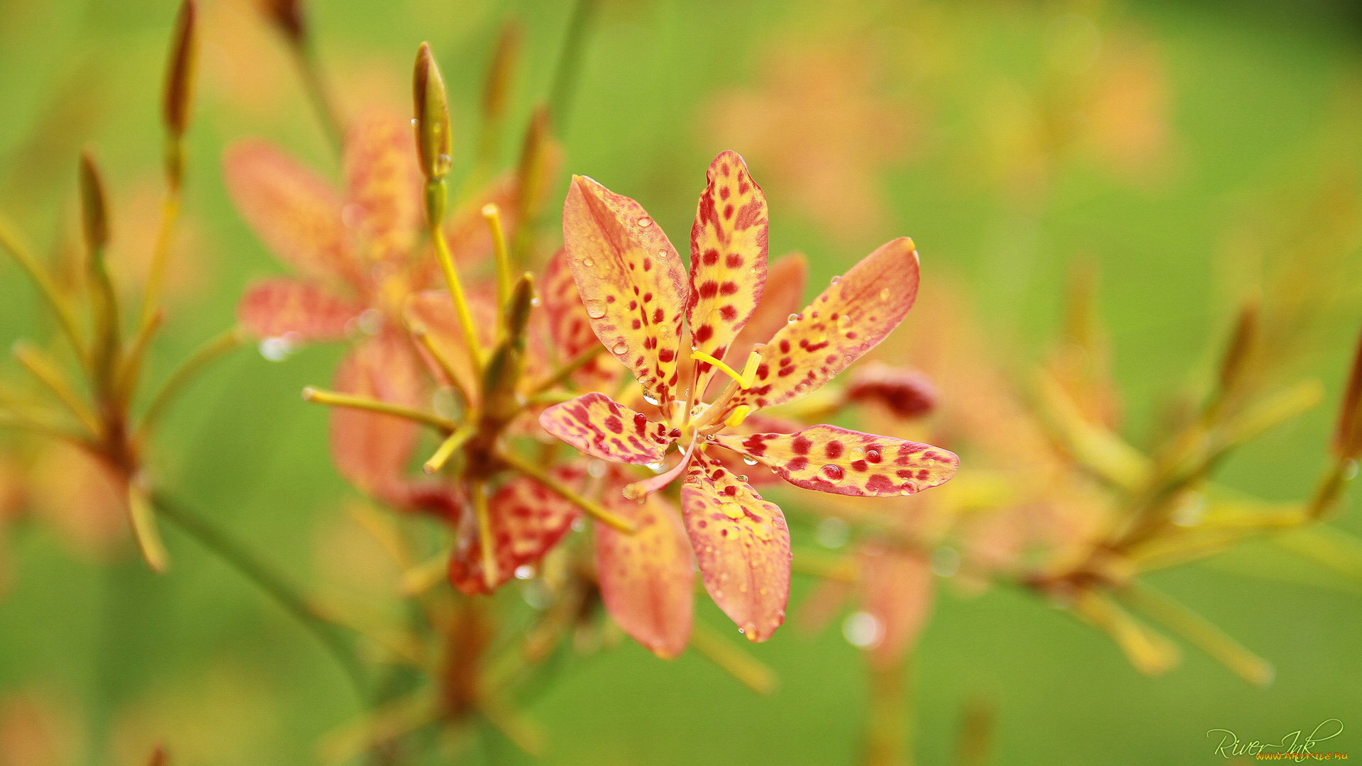 цветы, орхидеи