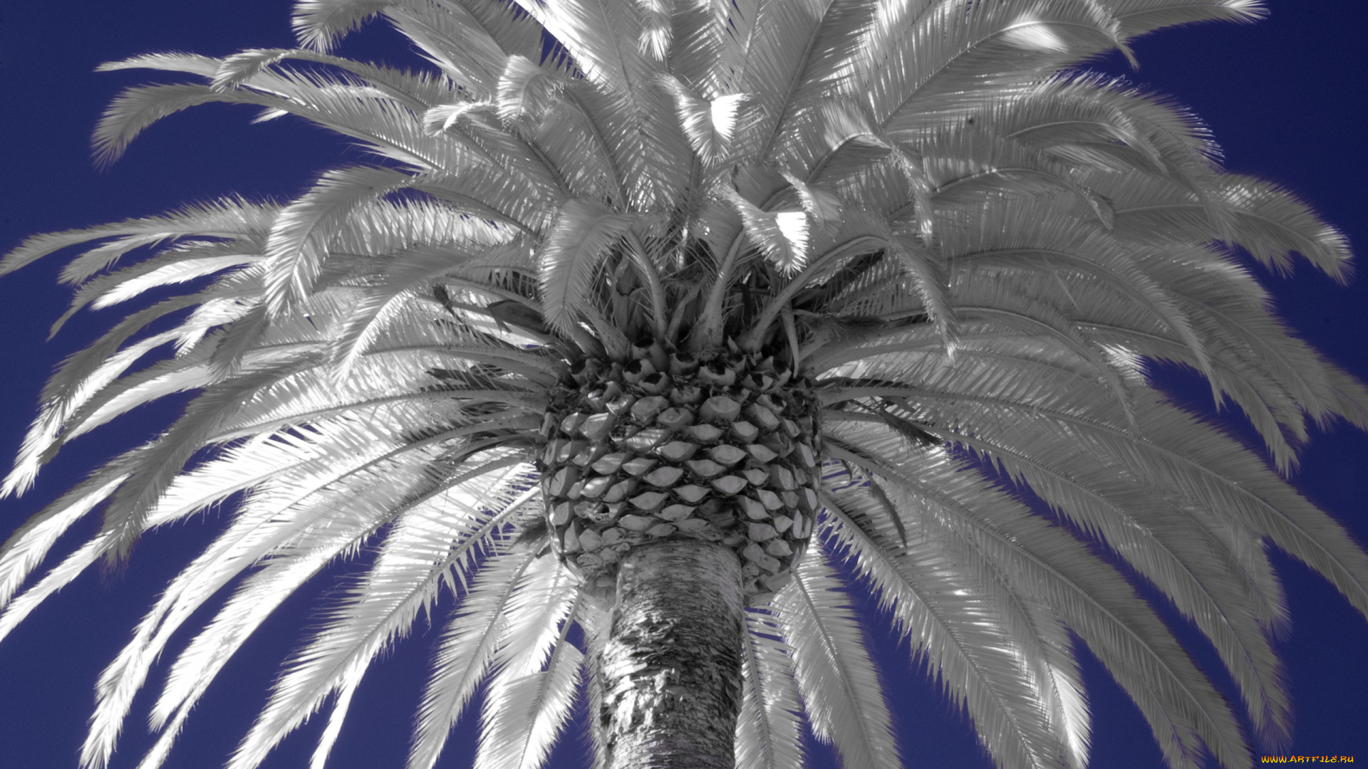 природа, деревья