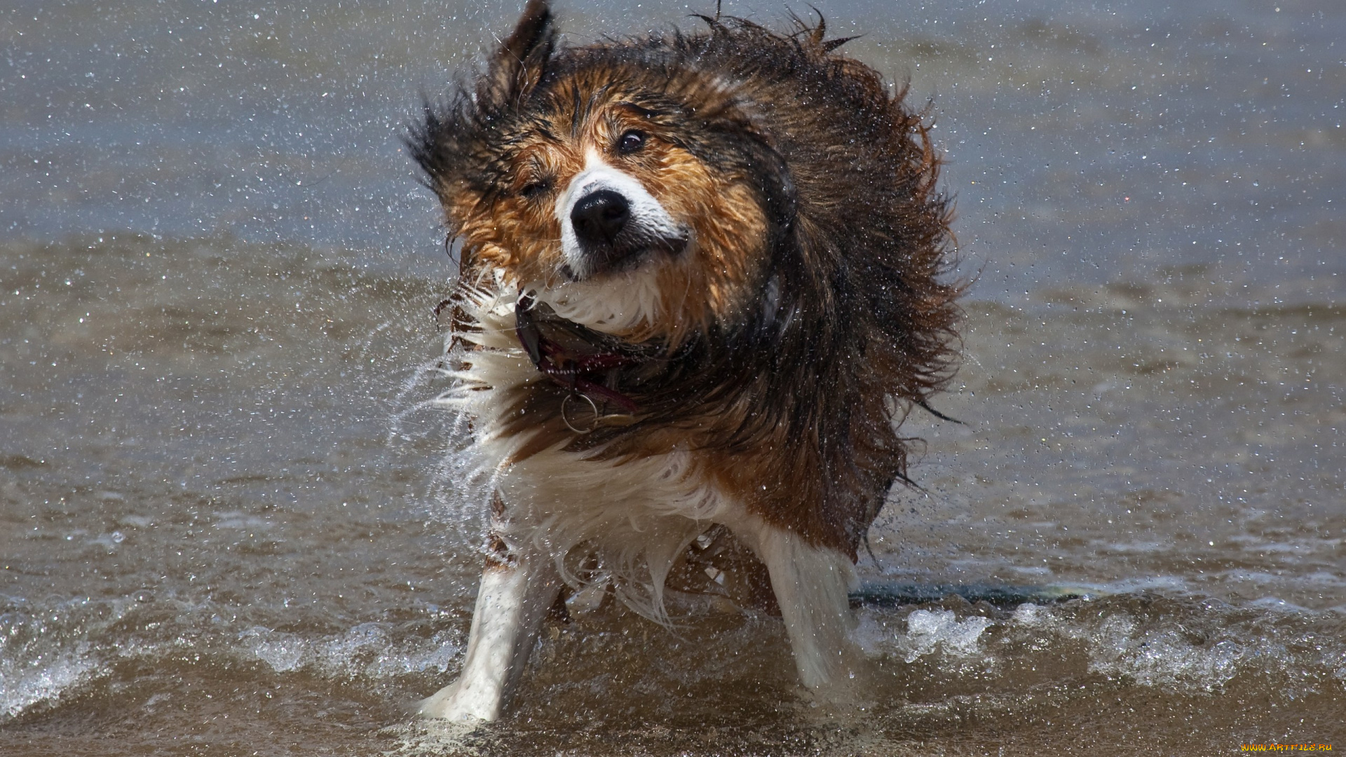 животные, собаки, трава, дерево, земля