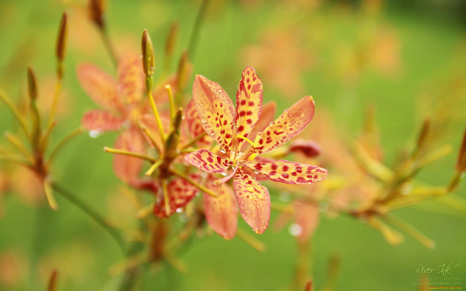 цветы, орхидеи