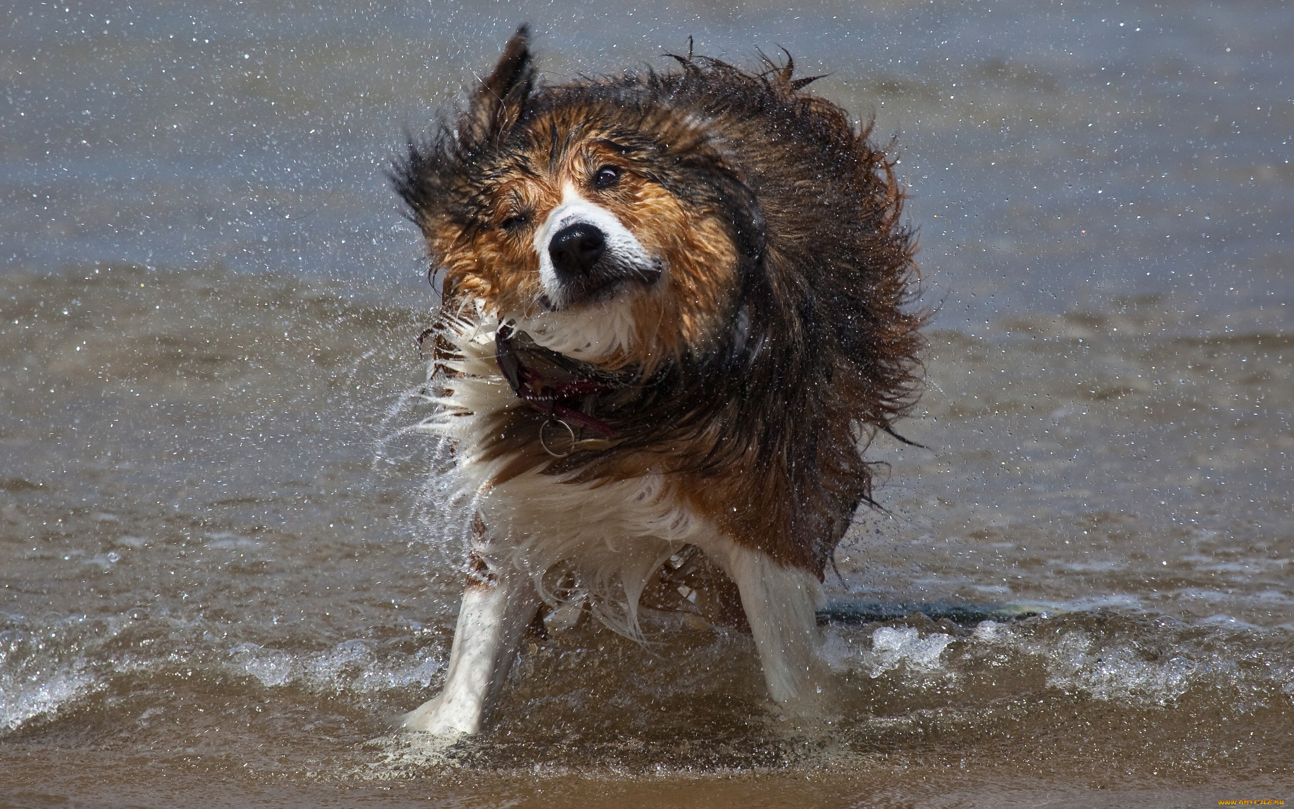 животные, собаки, трава, дерево, земля