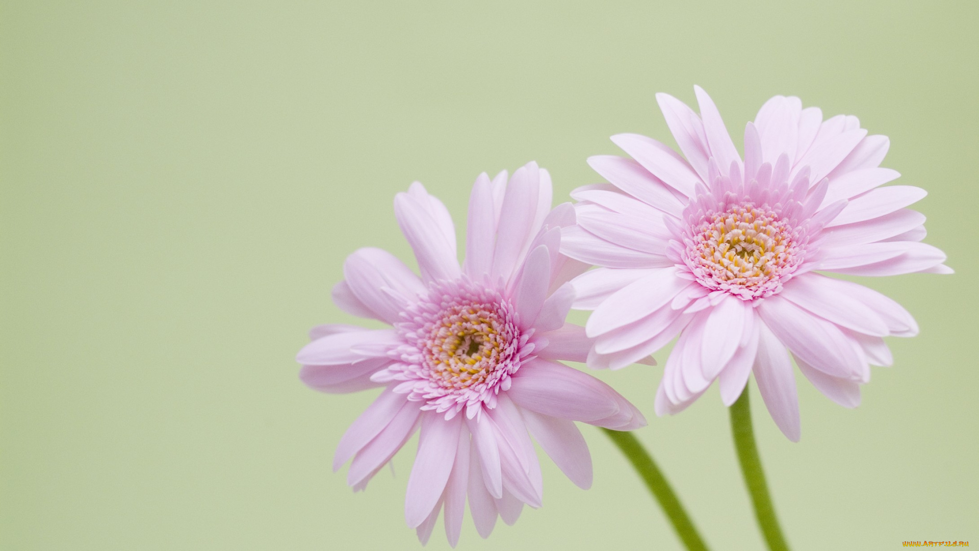 цветы, герберы, лепестки, сиреневые