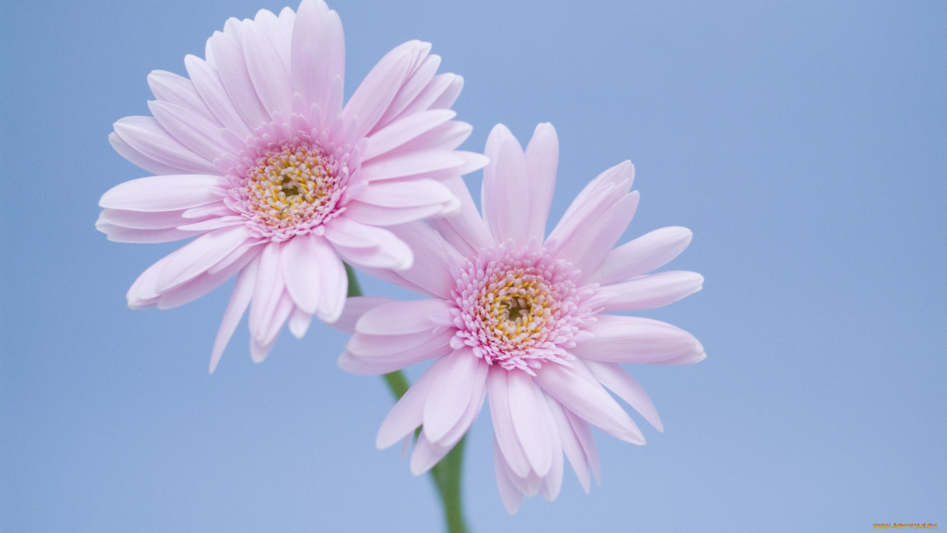 цветы, герберы, синий, сиреневые, лепестки