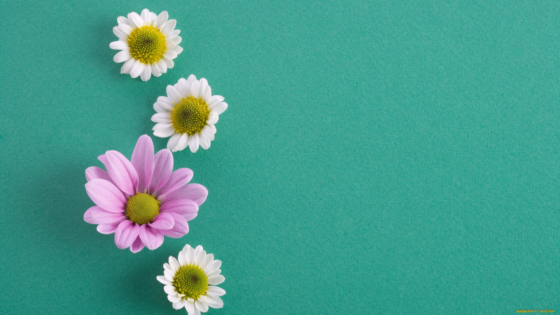 цветы, хризантемы, синий, лепестки, белые, сиреневые