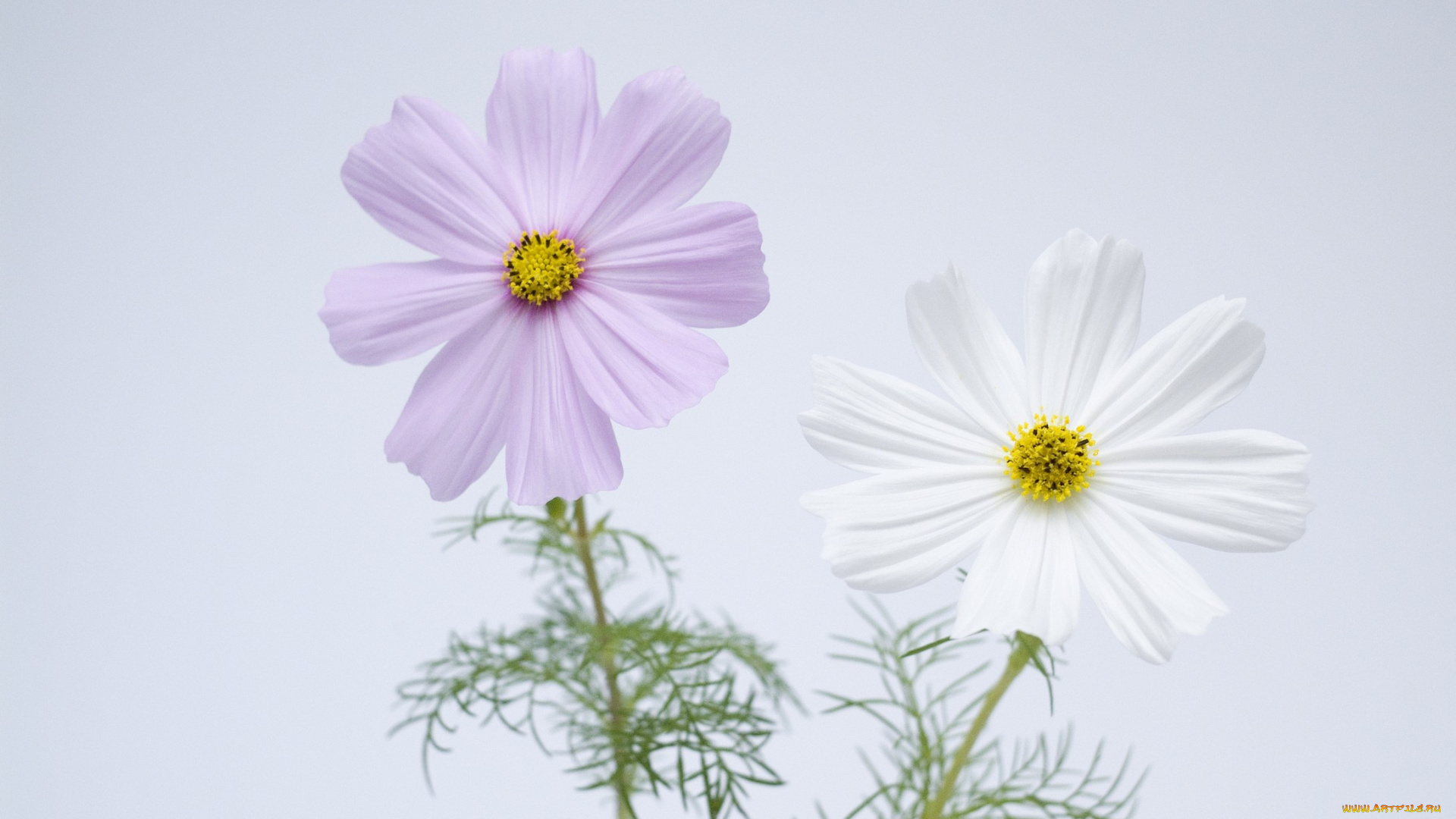 цветы, космея, сиреневые, белые, лепестки