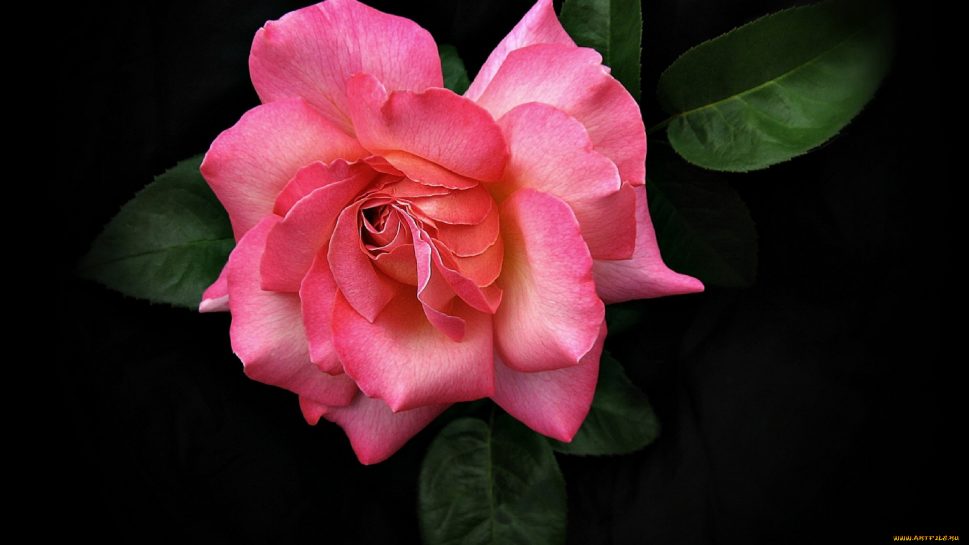 цветы, розы, листья, лепестки, розовые