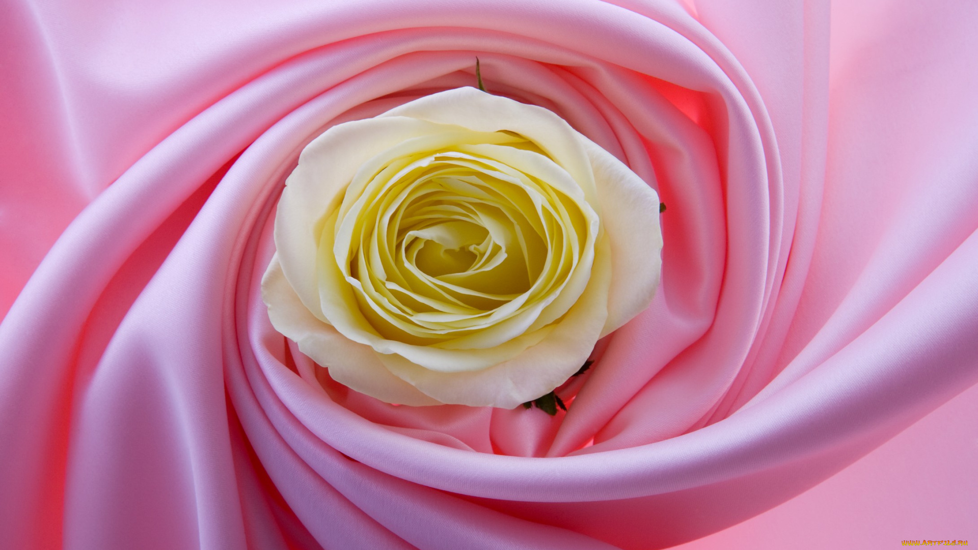 цветы, розы, жёлтые, лепестки, розовый, ткань