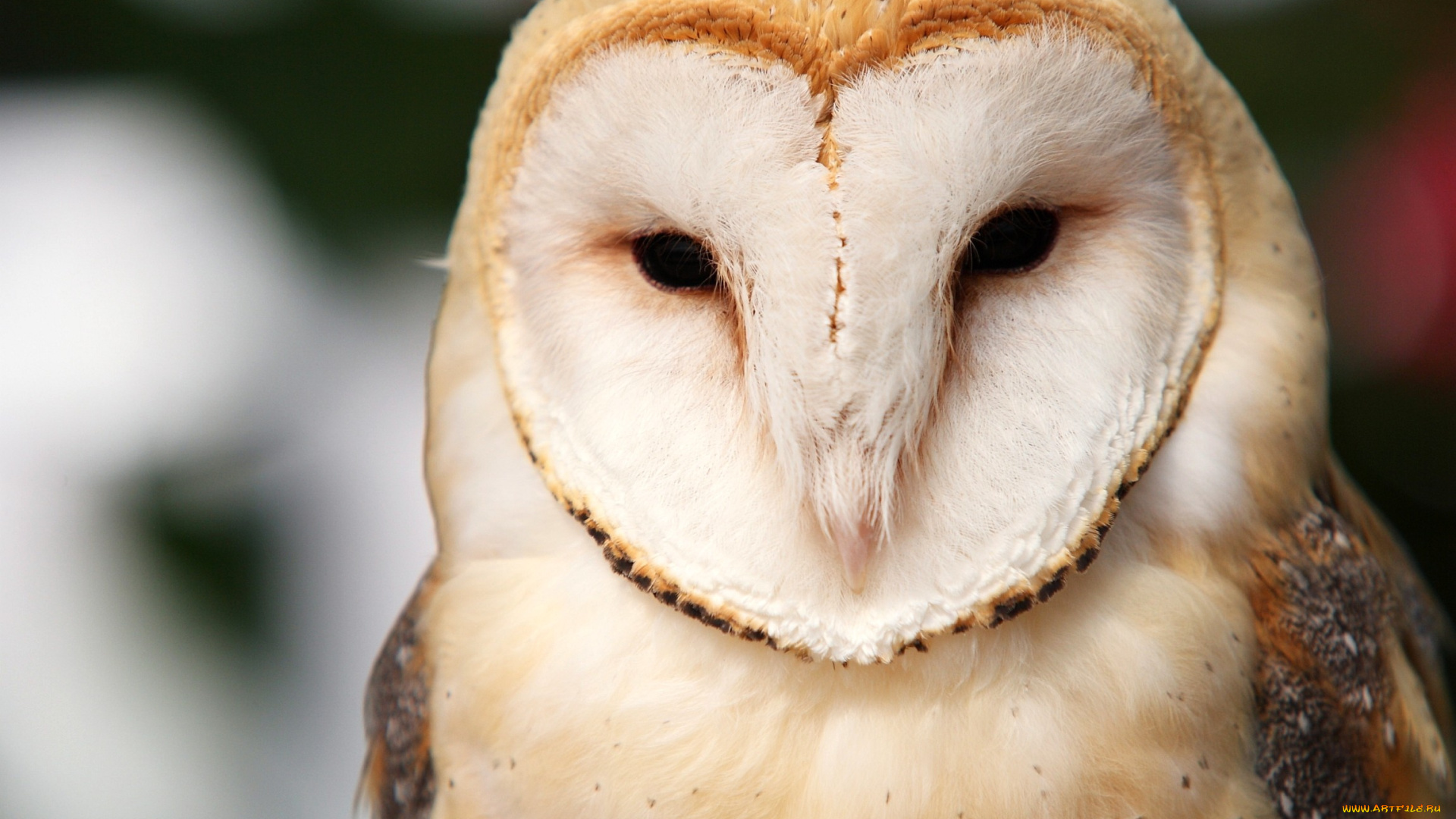 сипуха, животные, совы, глаза, белый