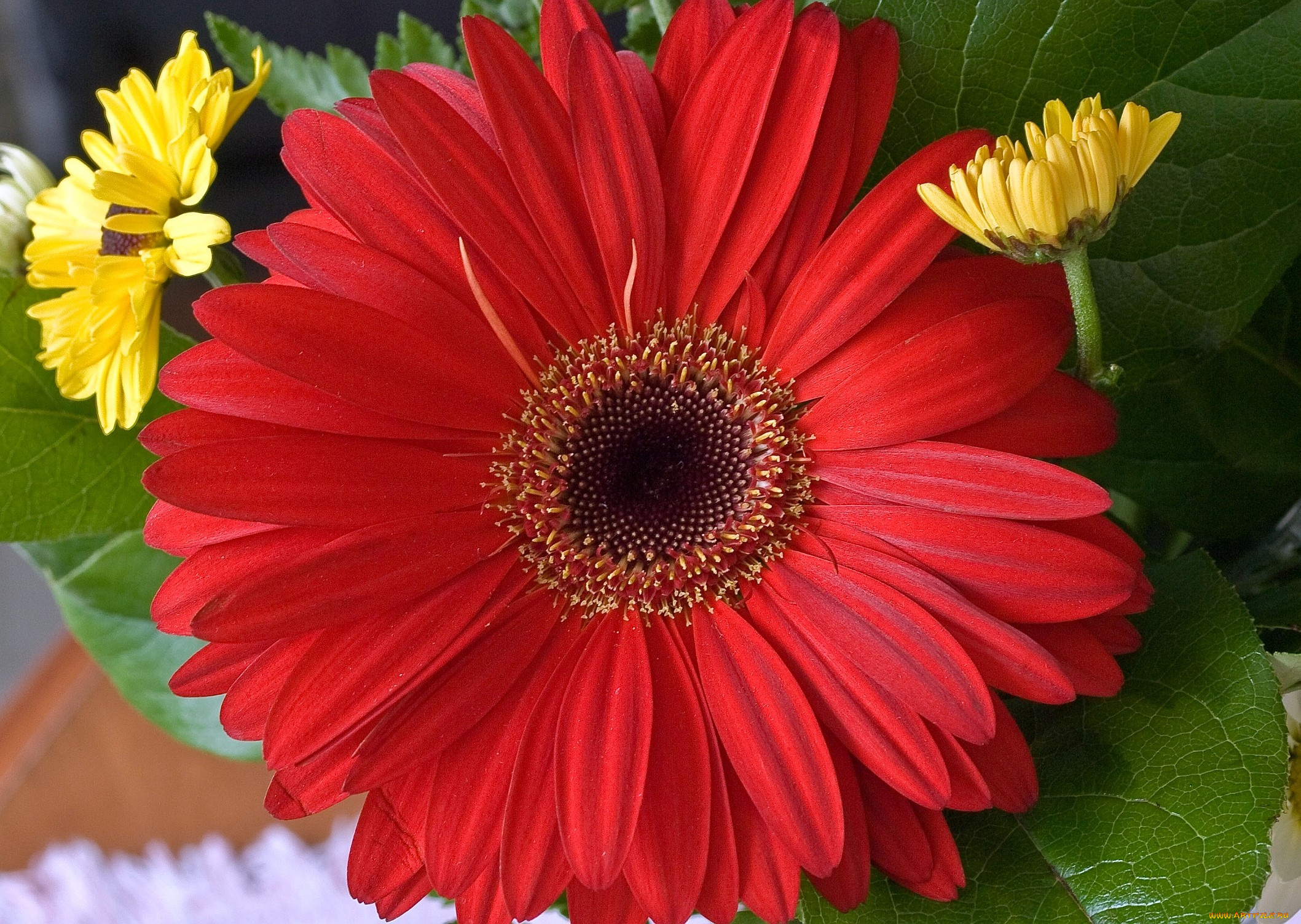 цветы, герберы, круглый, красный, большой