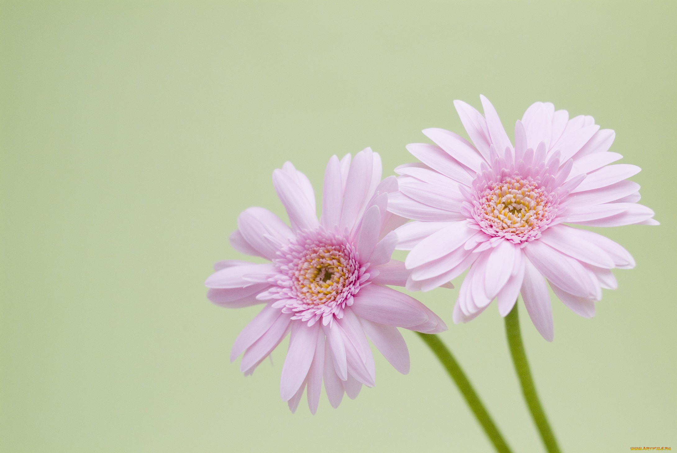 цветы, герберы, лепестки, сиреневые