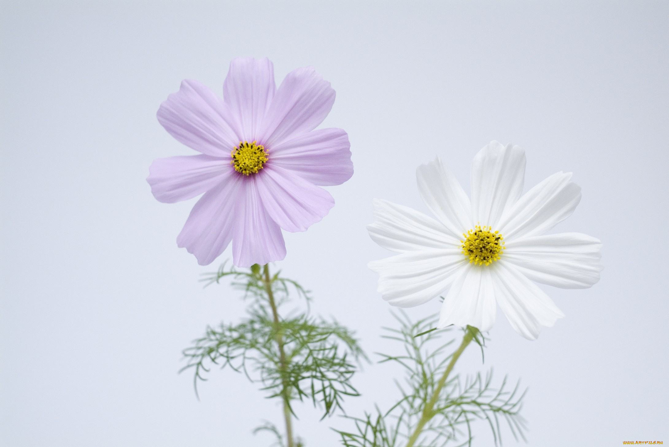 цветы, космея, сиреневые, белые, лепестки