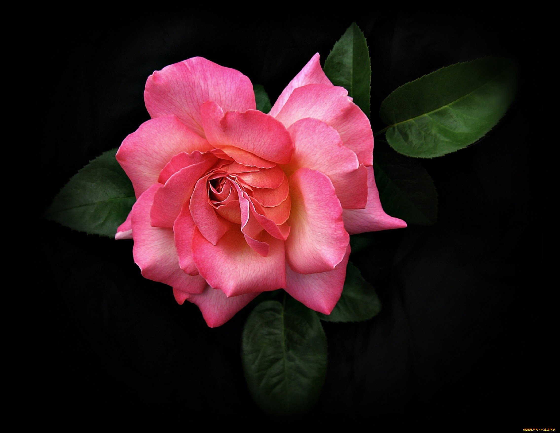 цветы, розы, листья, лепестки, розовые