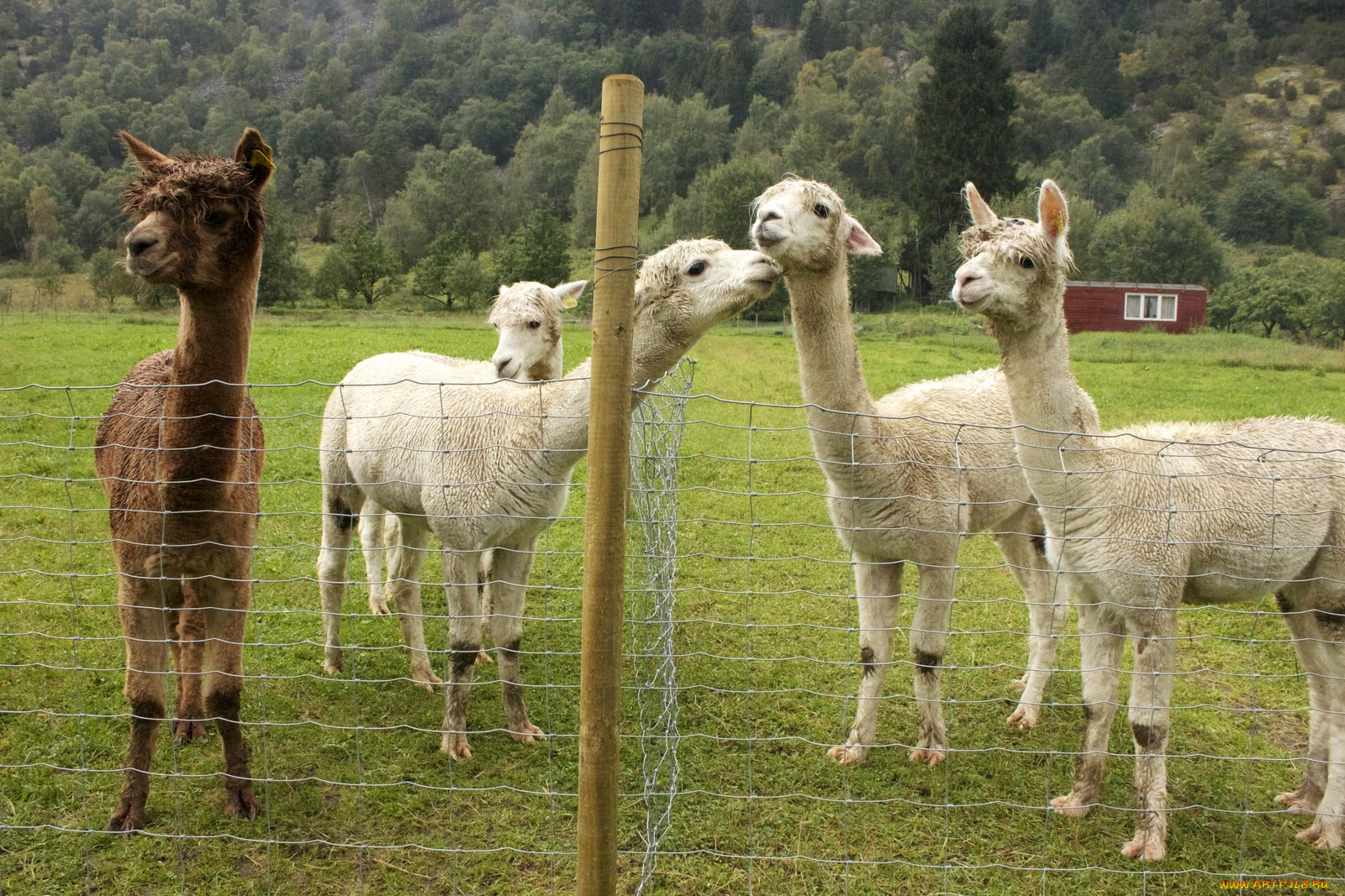 животные, ламы