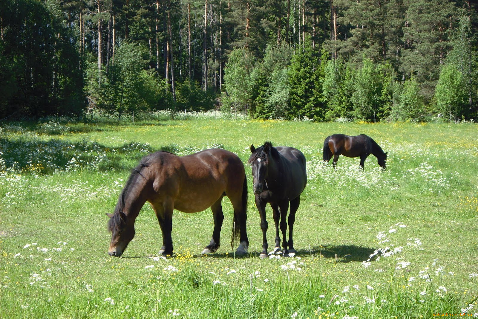 животные, лошади