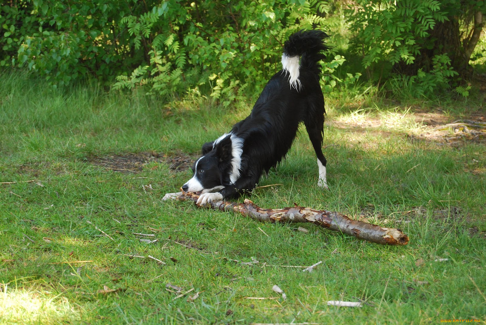 животные, собаки, собака