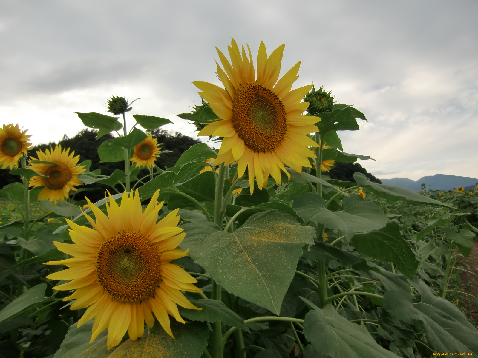 цветы, подсолнухи
