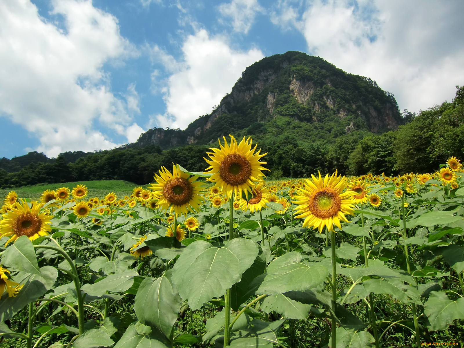 цветы, подсолнухи