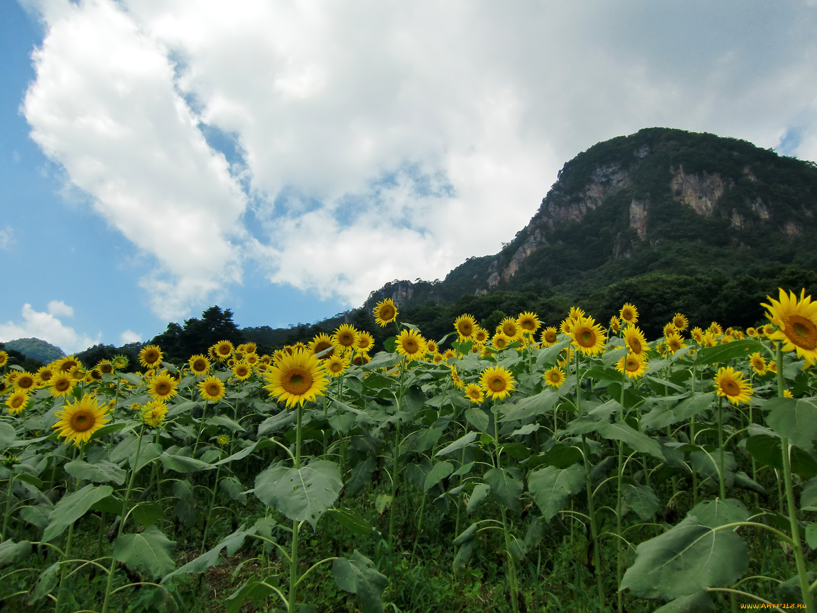 цветы, подсолнухи