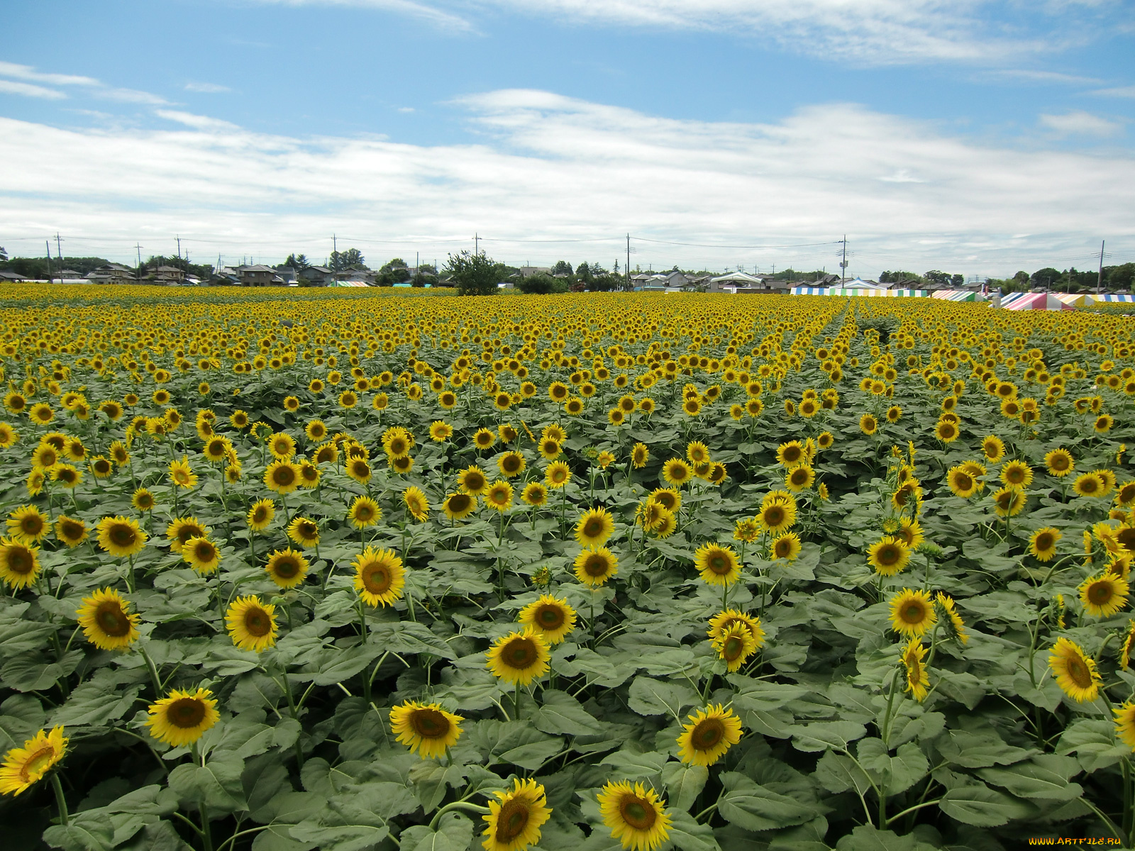 цветы, подсолнухи