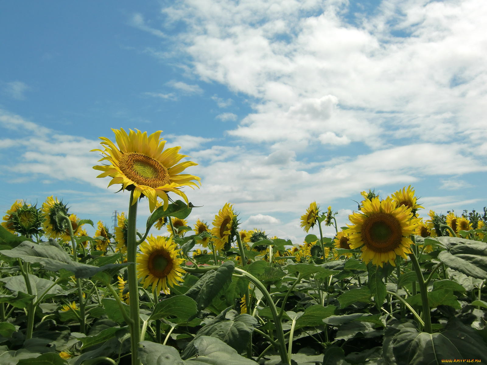 цветы, подсолнухи