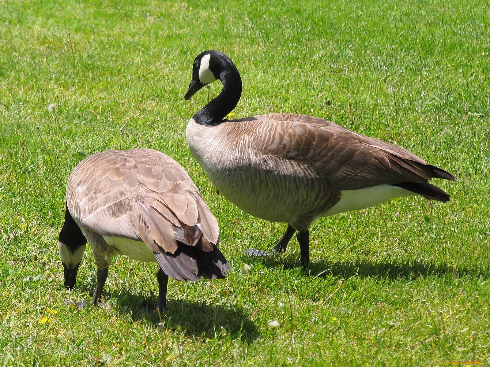 животные, гуси