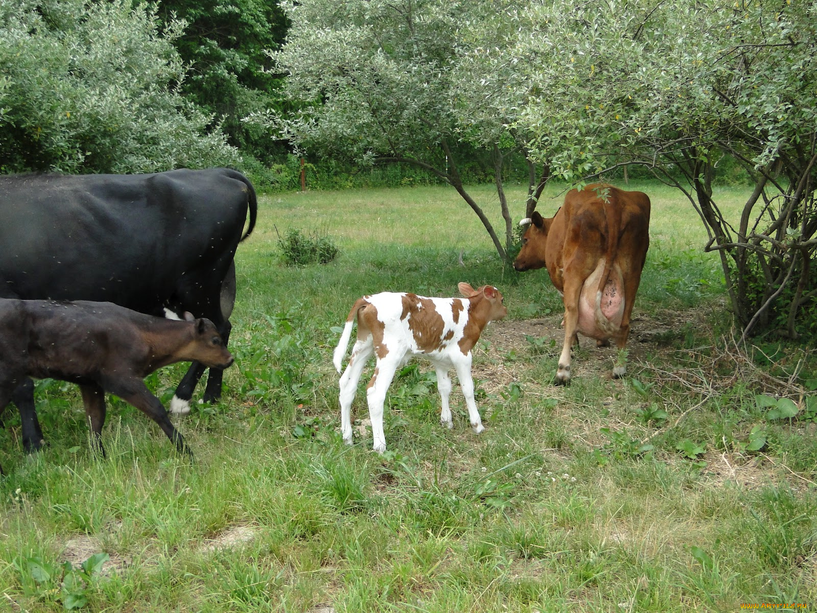 животные, коровы, буйволы