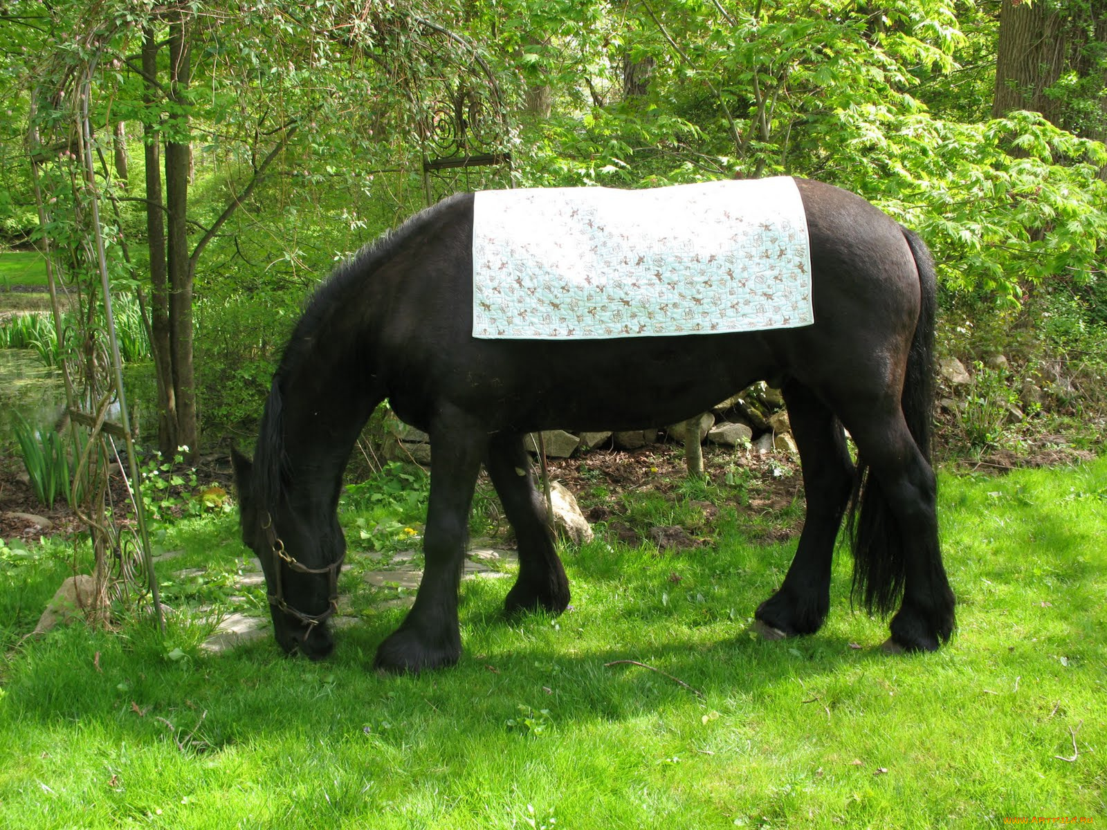 животные, лошади