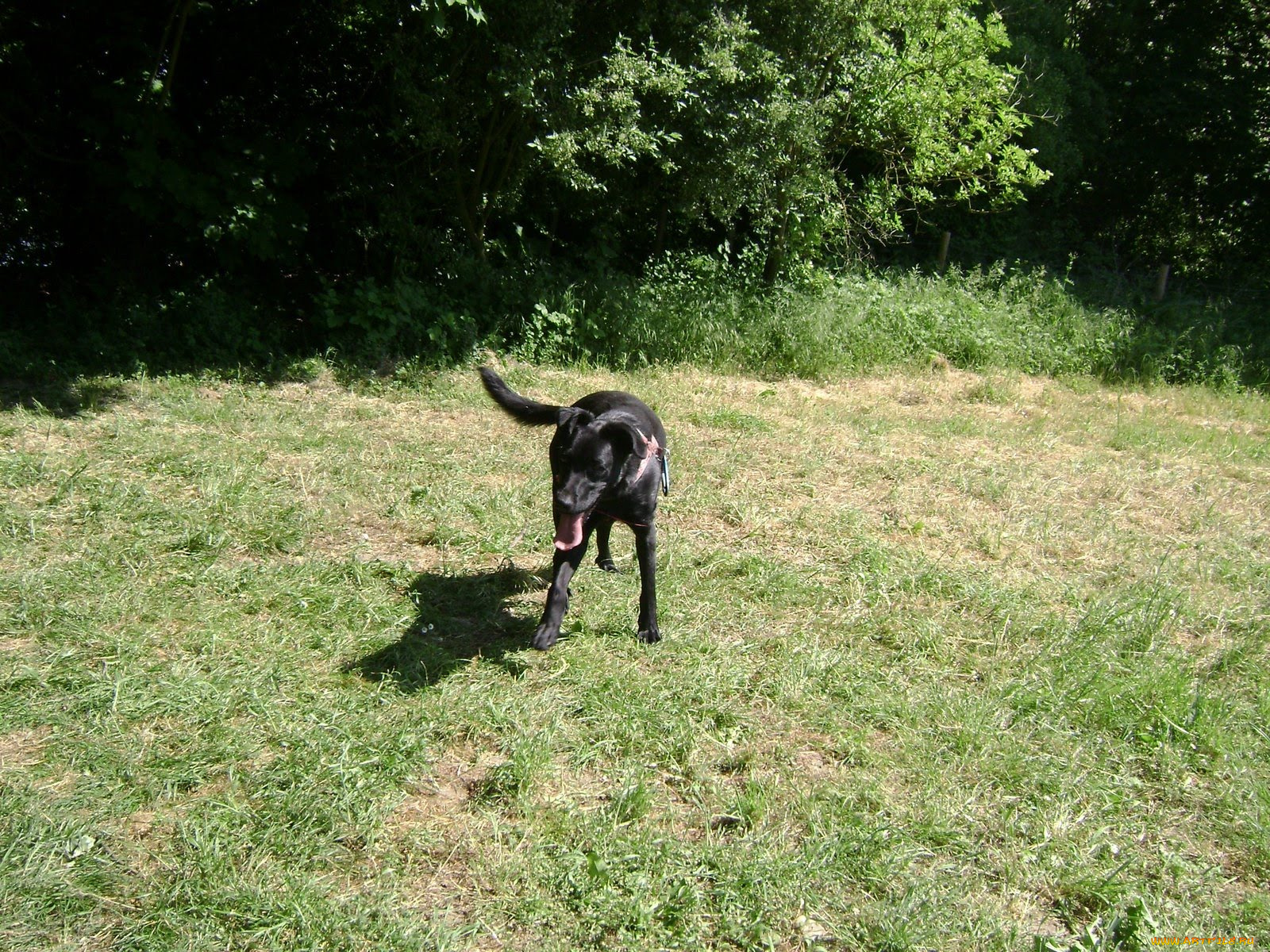 животные, собаки