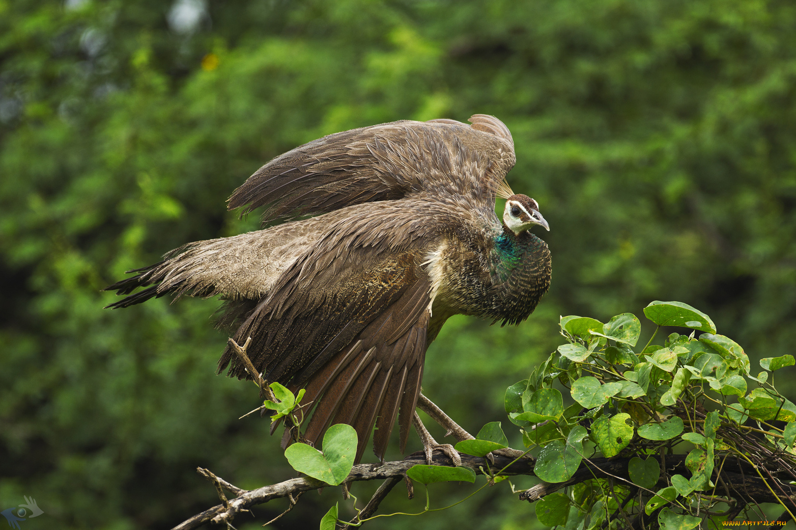 животные, павлины, фазан