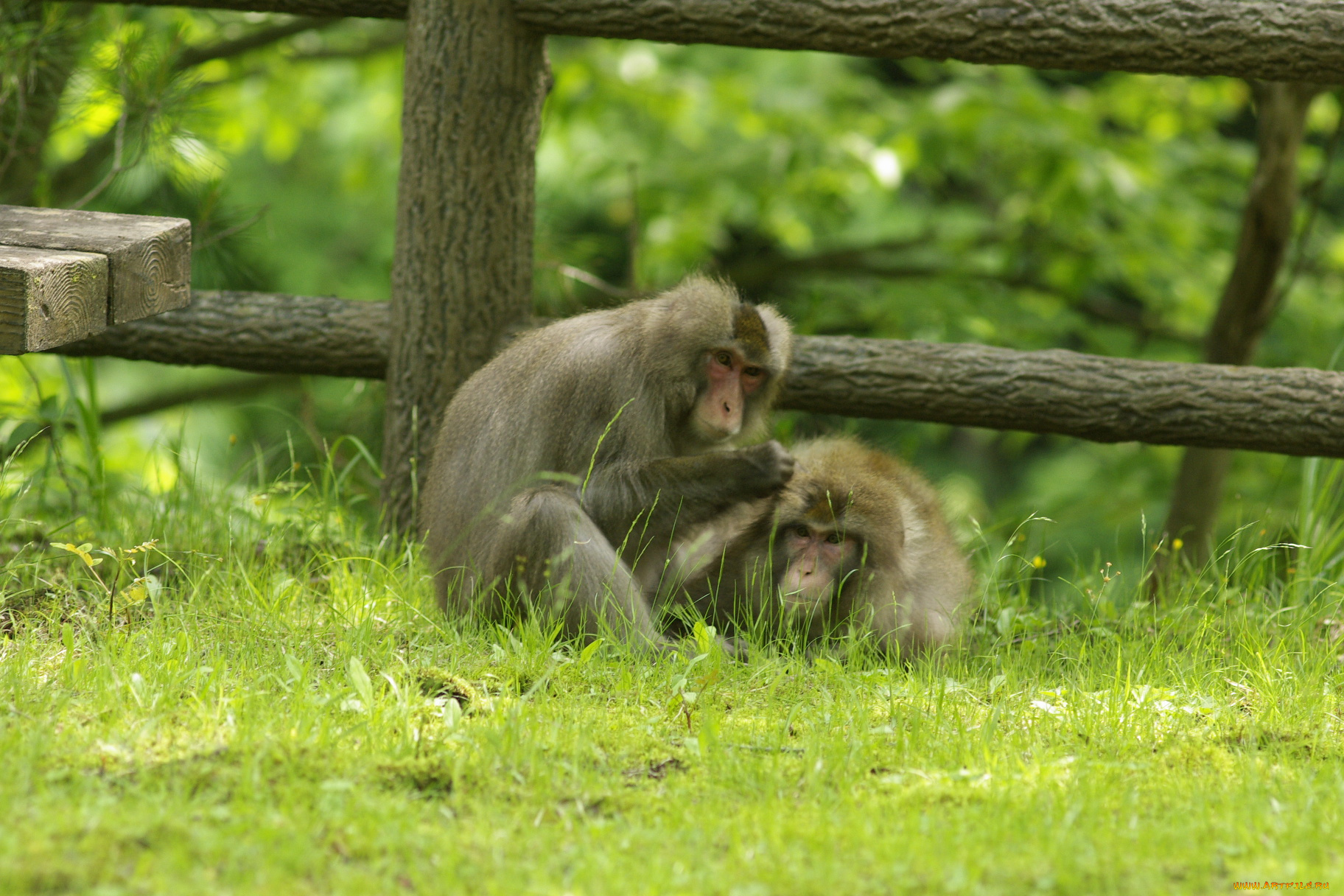 животные, обезьяны