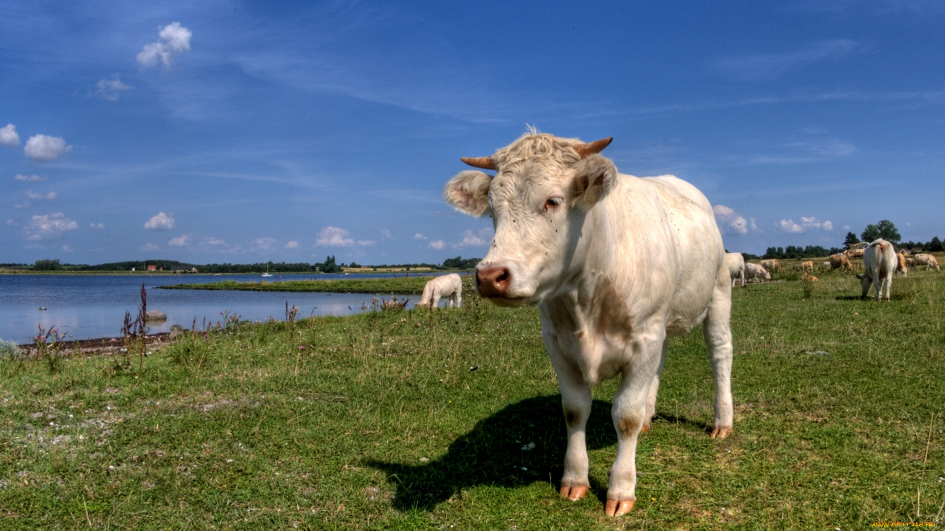 cow, in, meadow, животные, коровы, буйволы, трава, поле, корова