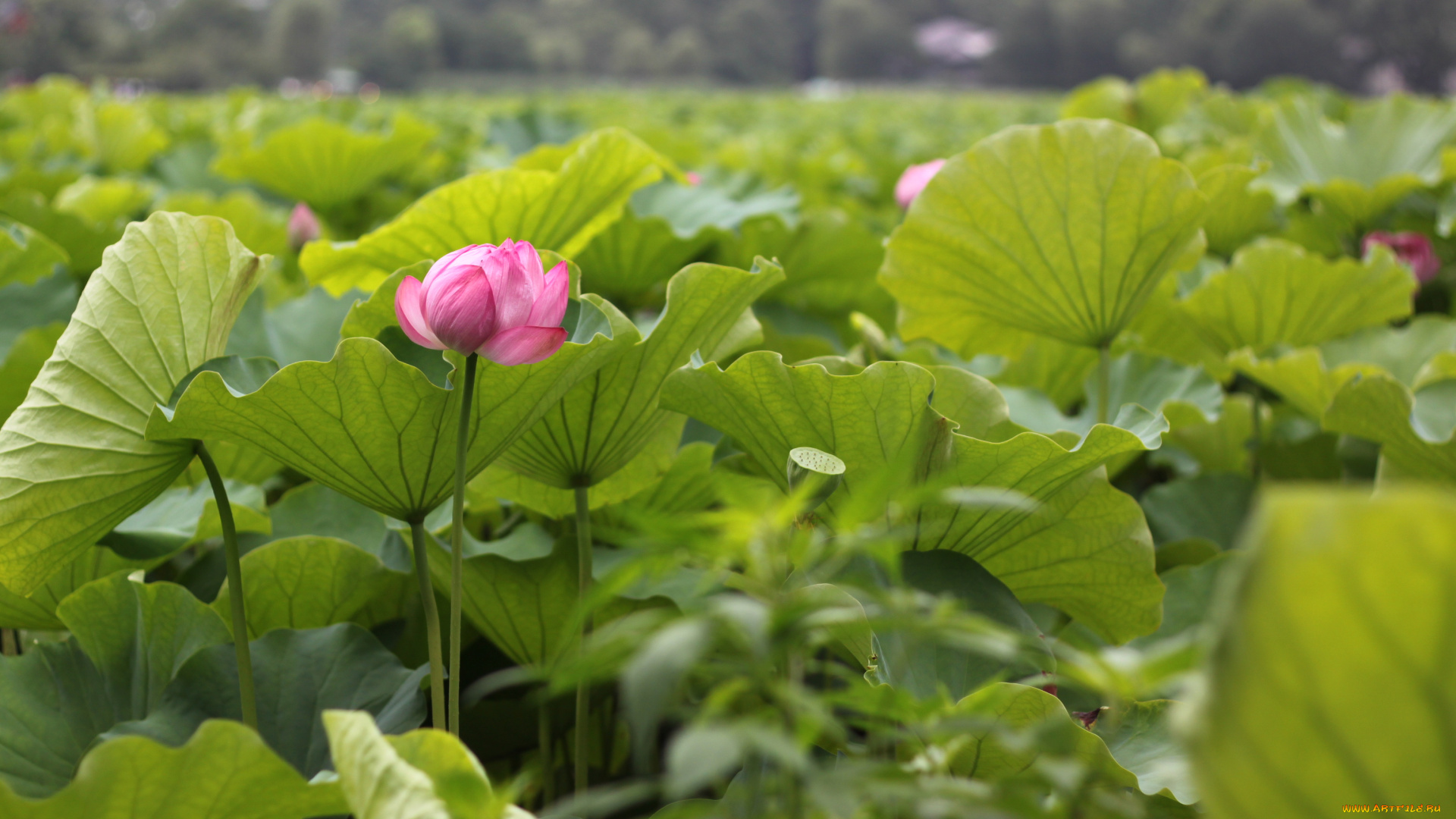 цветы, лотосы, лотос