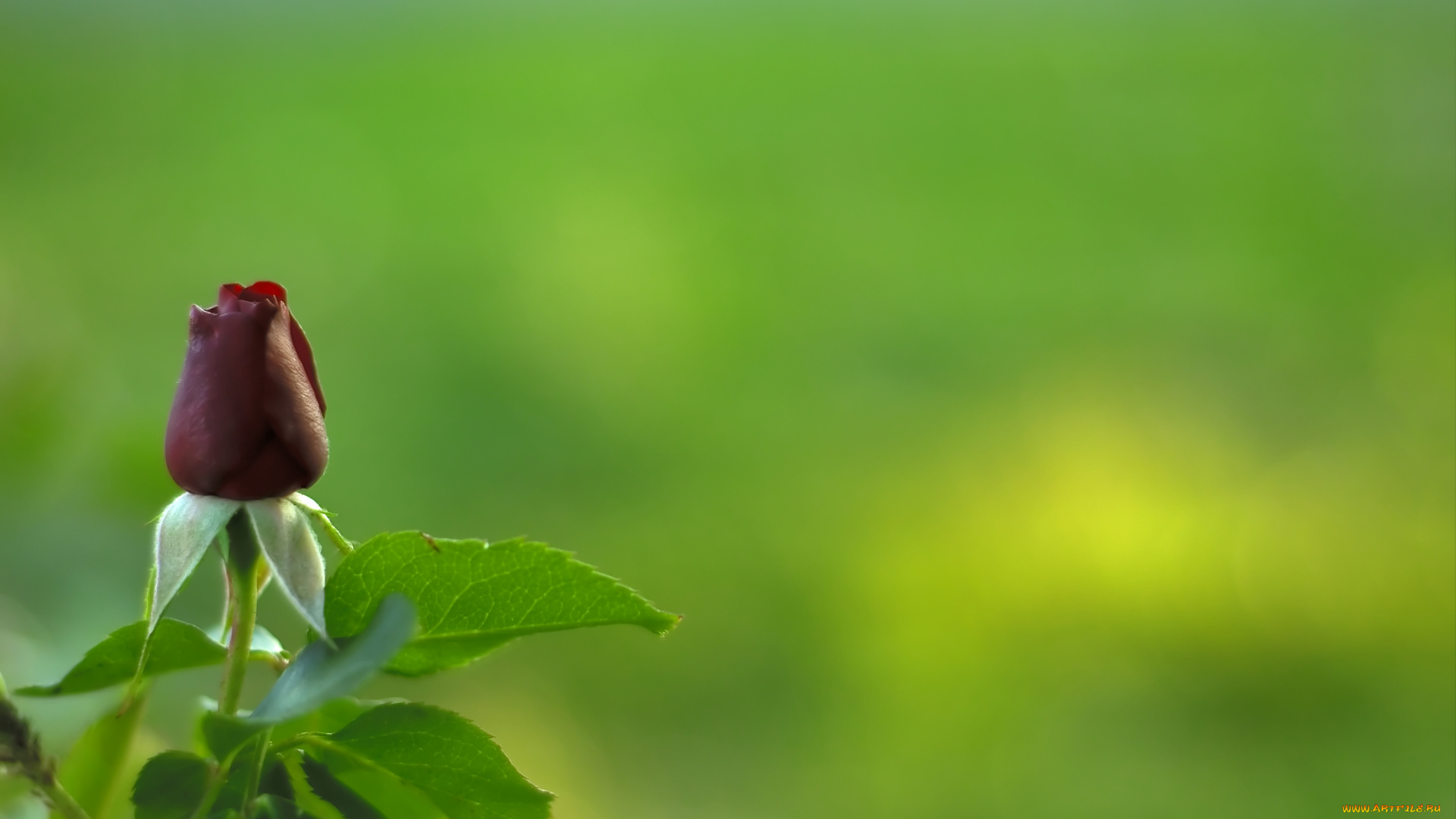 цветы, розы, бутон, роза, цветок, зелень