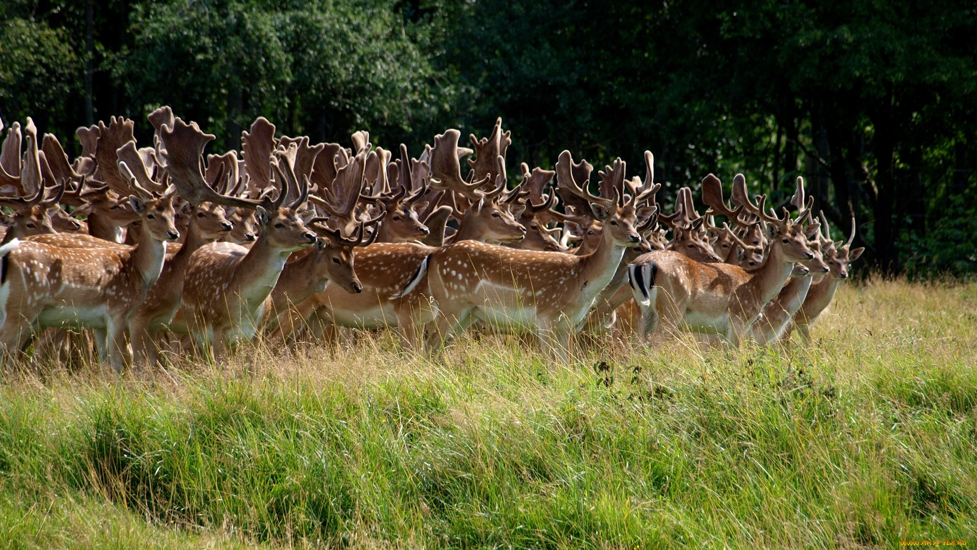 deer, stampede, животные, олени, лес