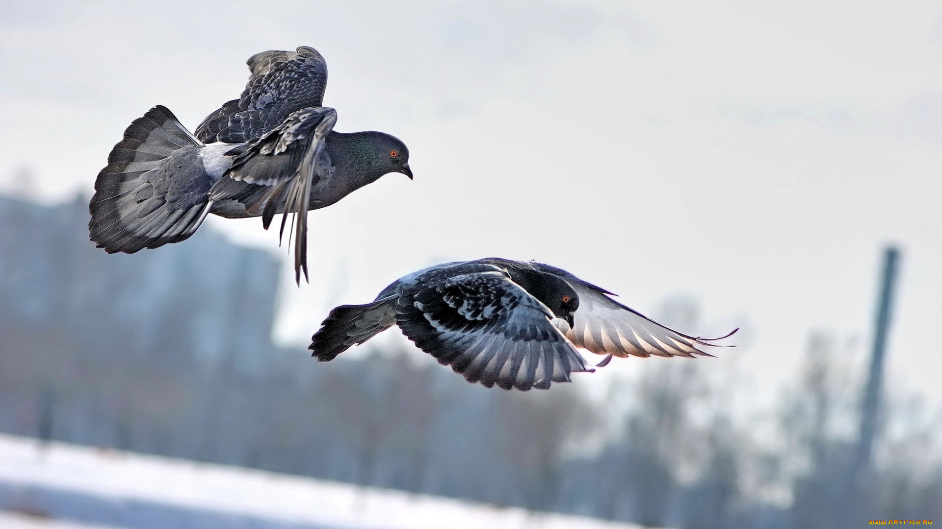 животные, голуби