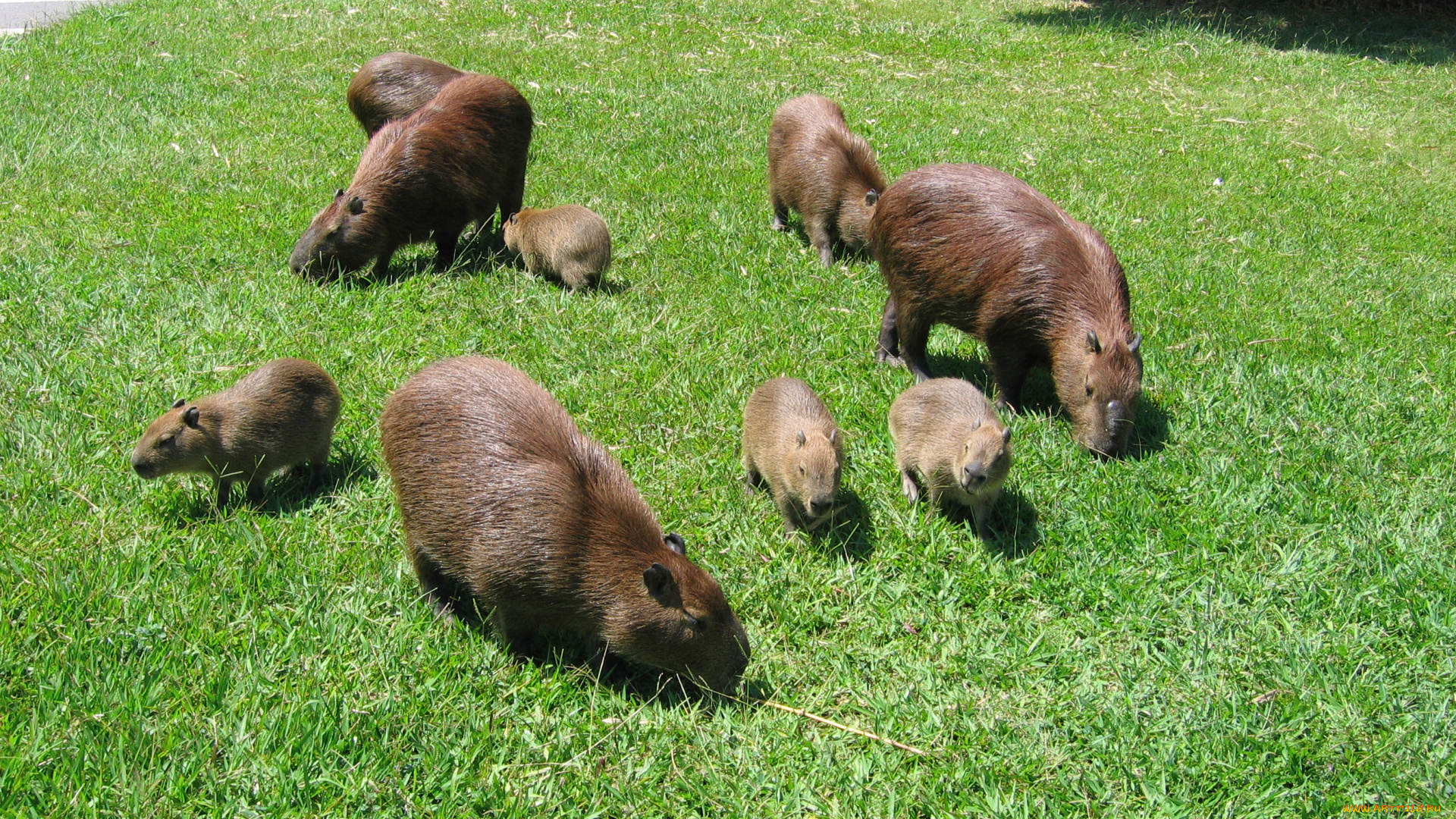 животные, капибары