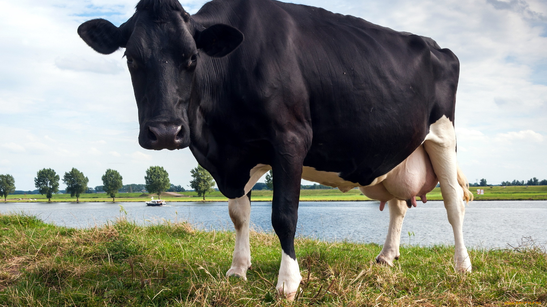 животные, коровы, буйволы, река, природа, корова