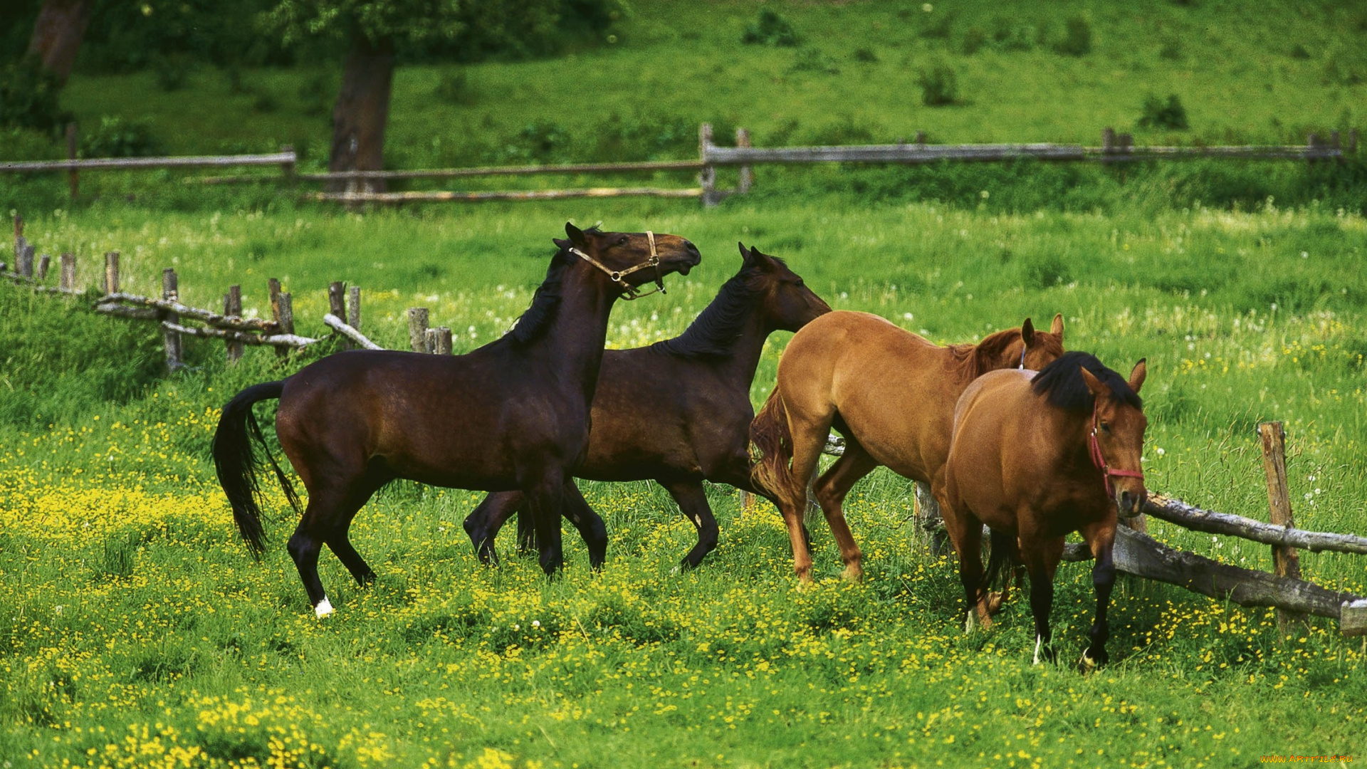животные, лошади