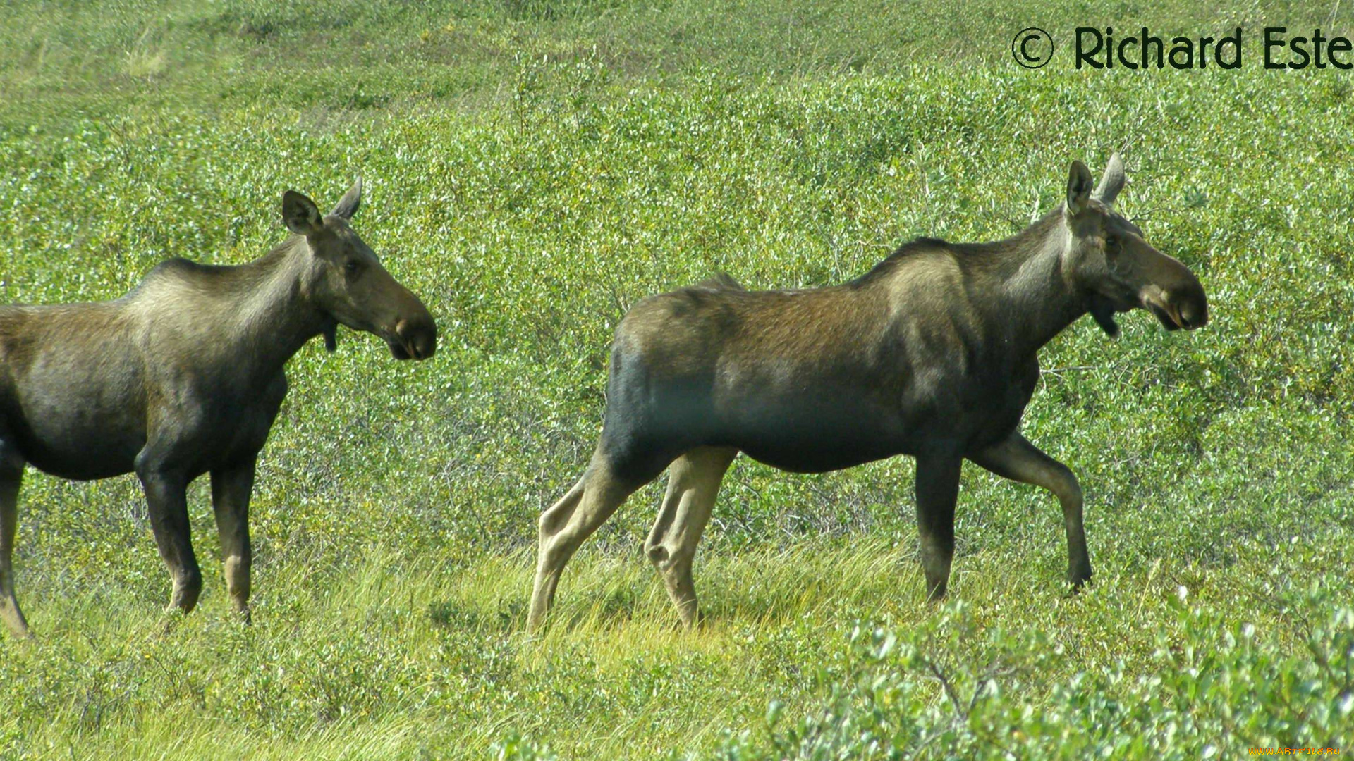 животные, лоси