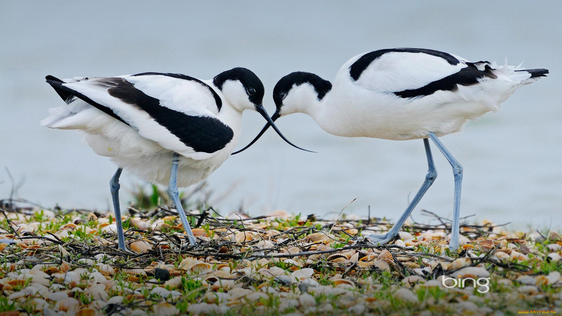 животные, птицы