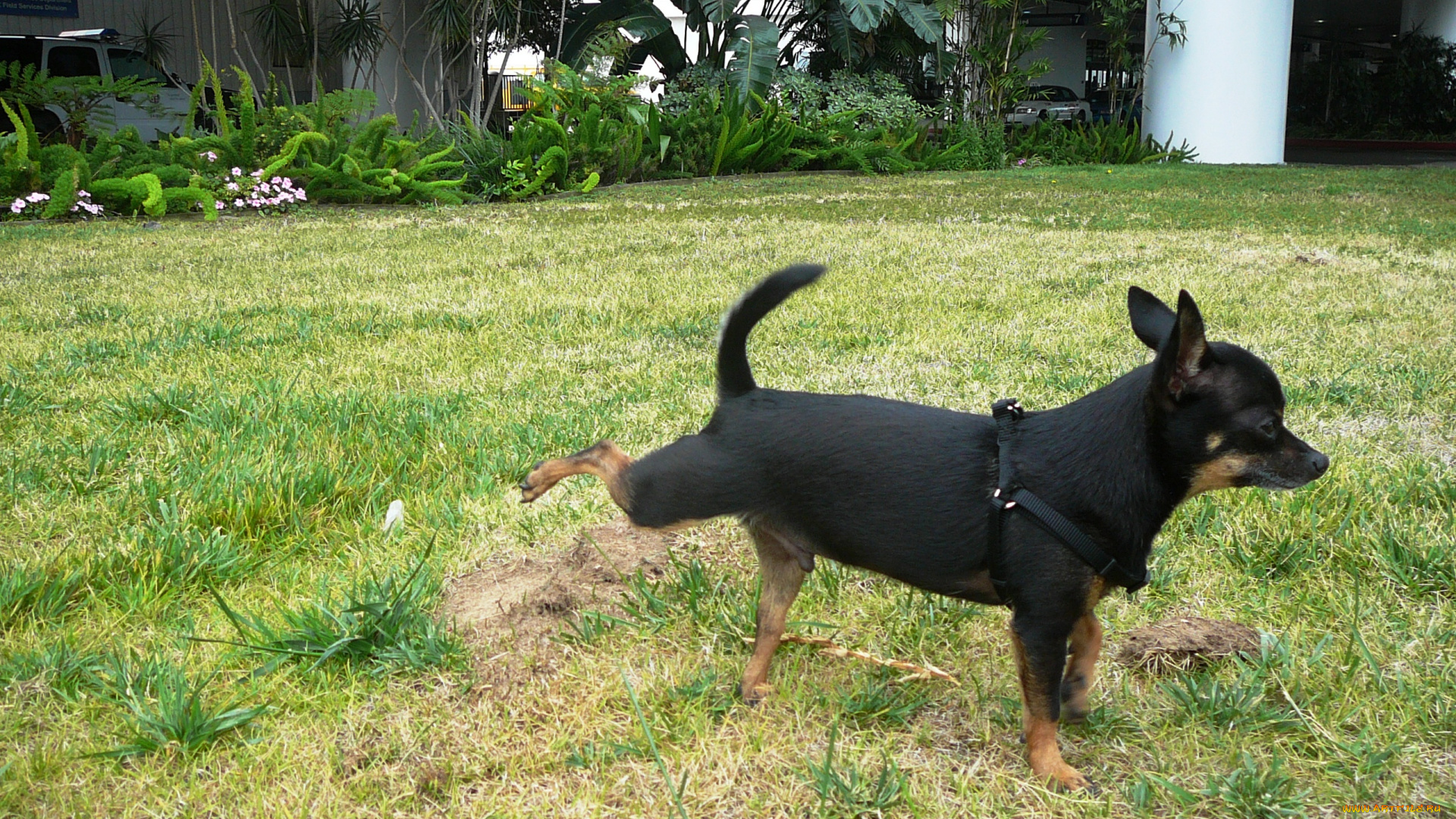 животные, собаки, собака