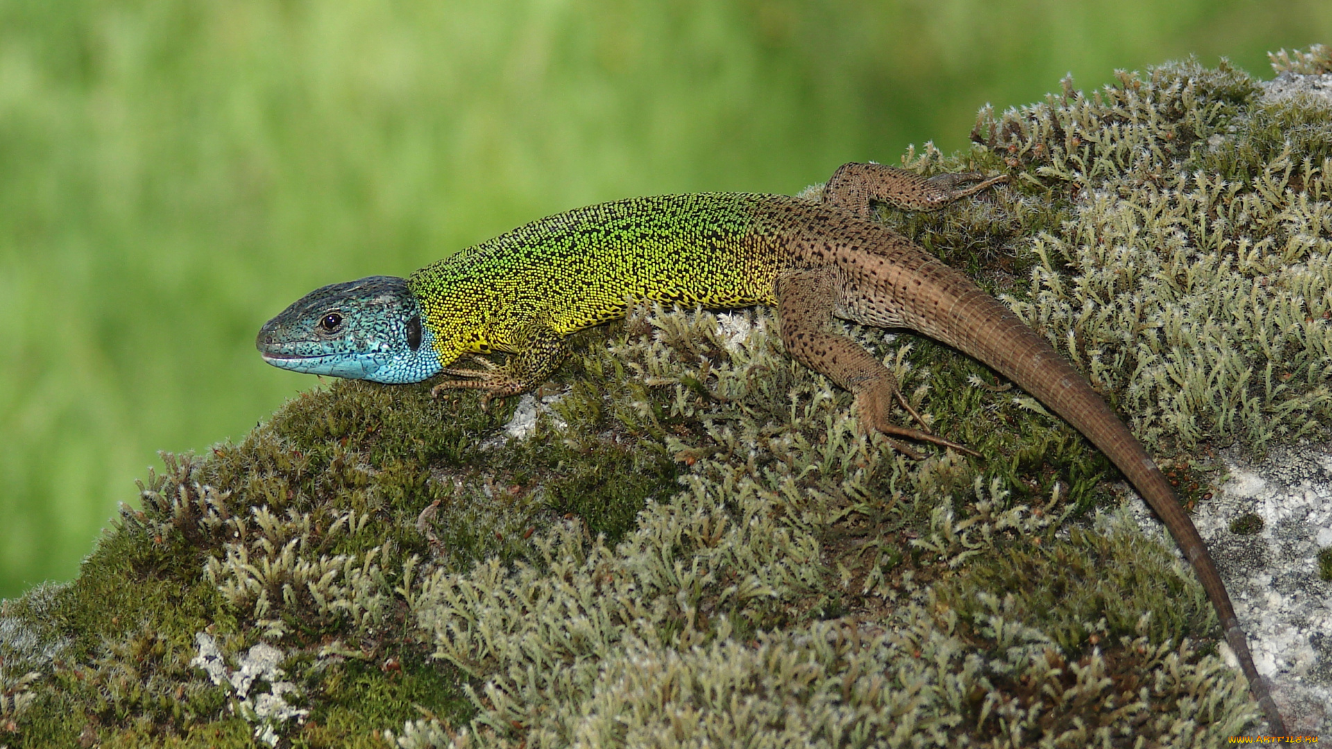 животные, Ящерицы, игуаны, вараны, ящерица