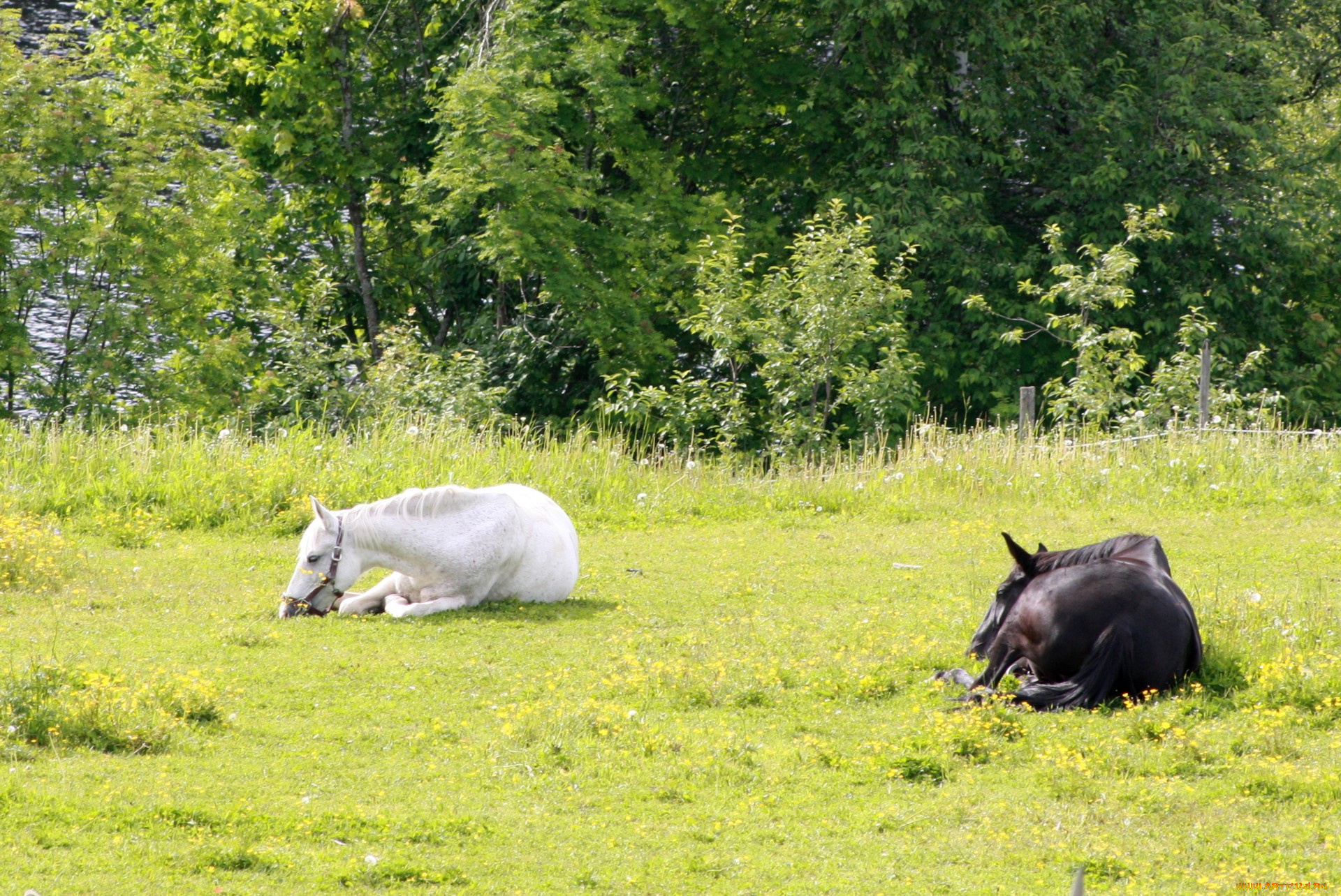 животные, лошади