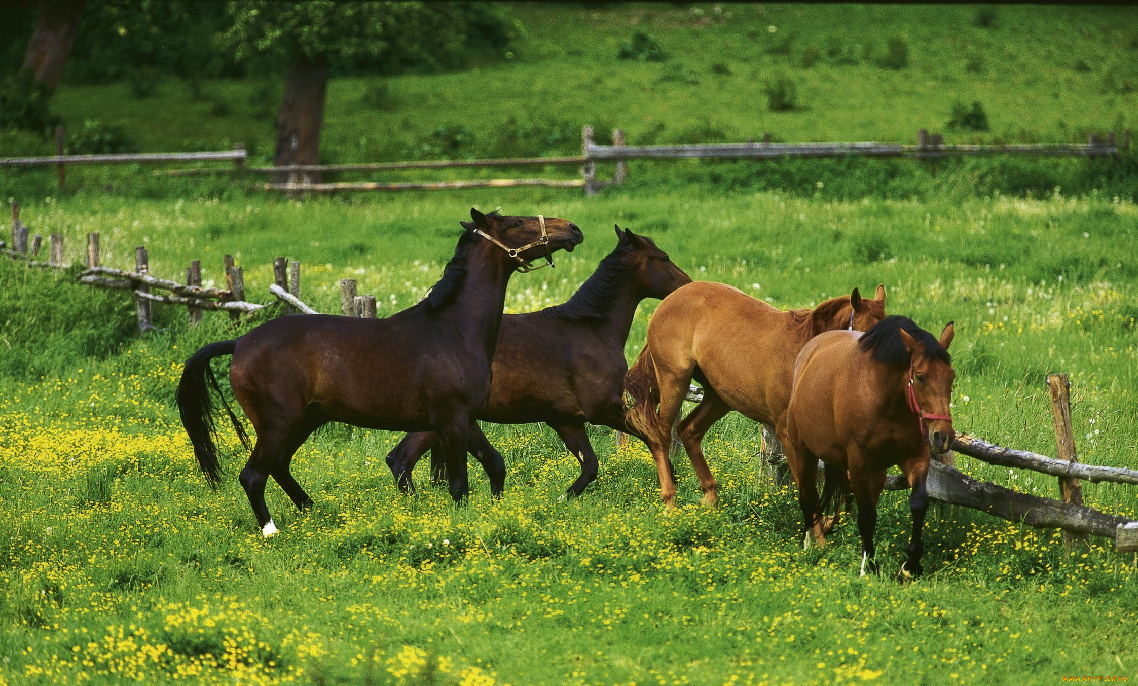 животные, лошади