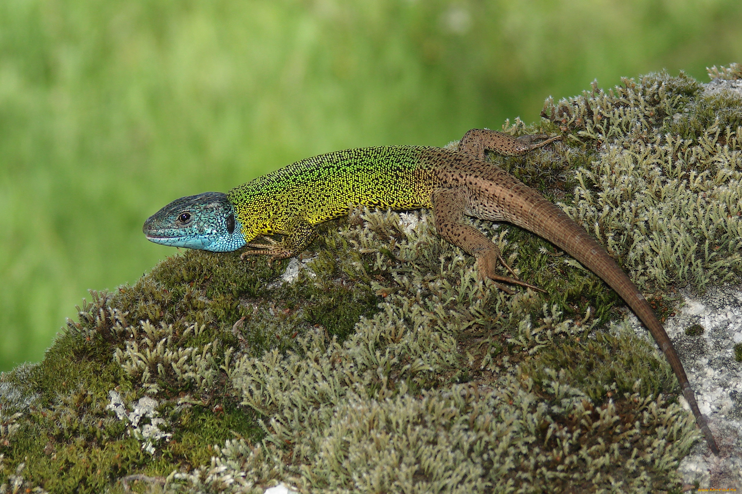 животные, Ящерицы, игуаны, вараны, ящерица