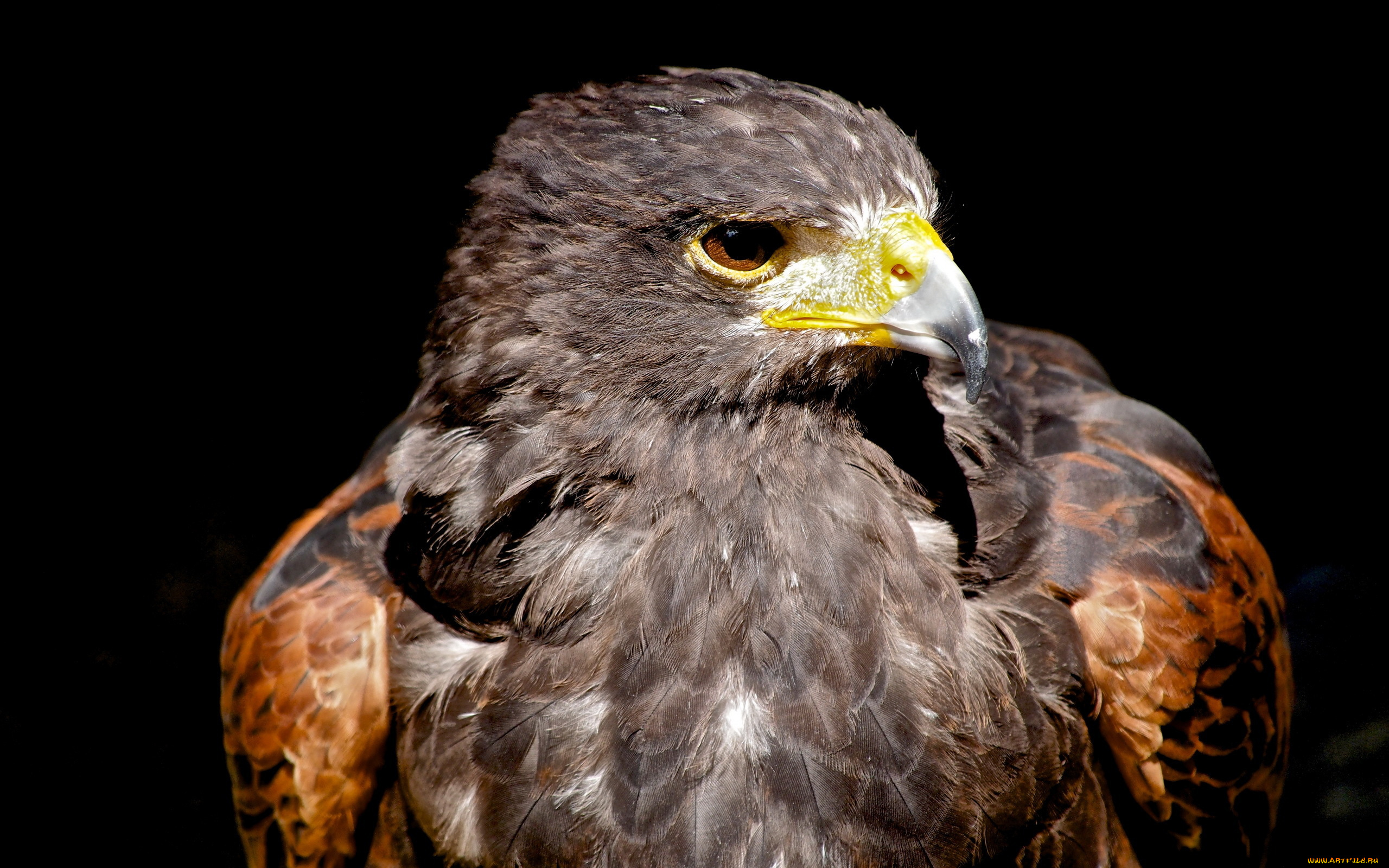 животные, птицы, хищники, птица, орёл, фон